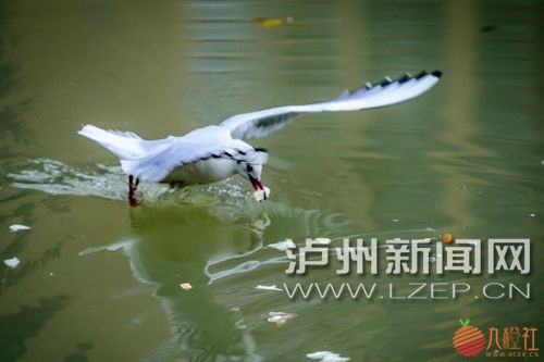 红嘴鸥在叙永县城南门河犀牛沱一带嬉戏、捕食