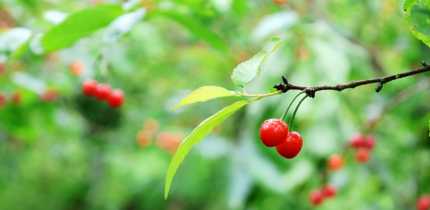 龙马潭：樱桃采摘正当时 乡村旅游热度高