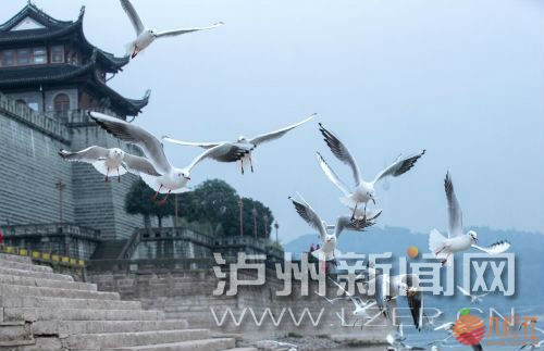 成群结队的红嘴鸥在江阳区东门城楼附近翱翔 周琪 摄