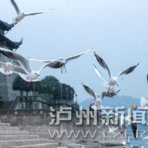 红嘴鸥恋上泸州 它们就在这里越冬