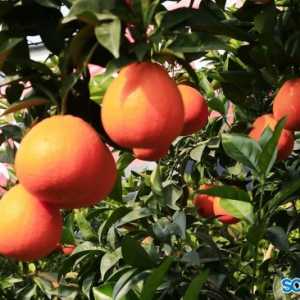 泸州汇通精准扶贫在行动 本周五马蹄甜橙“进城”