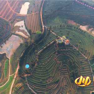 泸州纳溪特早茶开采 拉开四川春茶开采序幕（图）