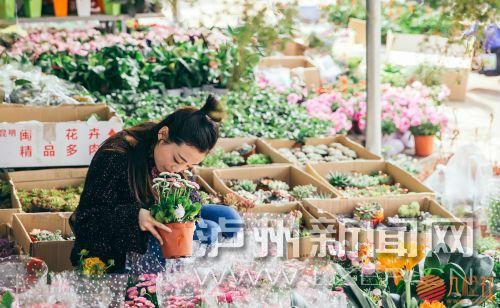 在羊大山公园旁的鲜花批发市场里，各种当季绿植和花卉被摆放在了显眼位置