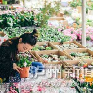 情人节、三八节等节日过后 泸州鲜花批发价折半销量翻番