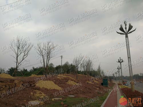 已经移栽好的景观树