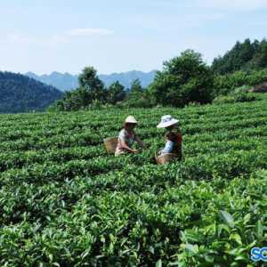 泸州：古蔺马嘶茶文化节3月30日开幕