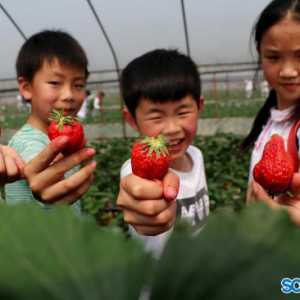 泸州纳溪：200亩草莓迎上千学生体验采摘乐趣