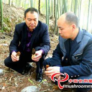 四川：泸州市纳溪区羊肚菌试种成功 巩固精准扶贫增添新动能