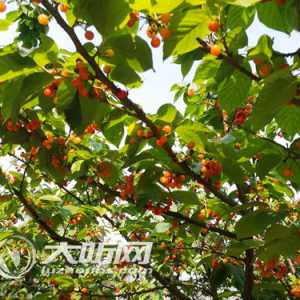 泸州：樱桃红了鲜嫩欲滴 采摘正当时