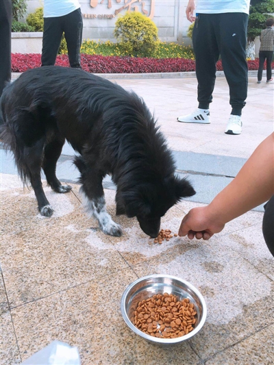 泸州一小区流浪狗养成“吉祥物” 有人反对后遭围捕