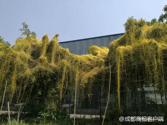 泸州城区景观树挂满绿瀑竟是植物吸血鬼 要干掉它需火烧深埋