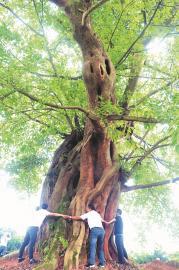 泸州发现千年黄桷树王 需6个村民伸开双臂才能围住