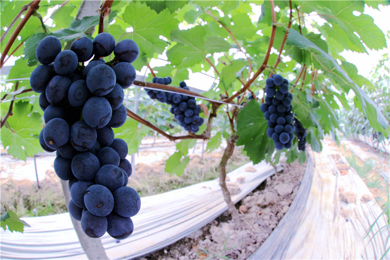 【新时代 新作为 新篇章】泸州龙马潭区葡萄藤结“金疙瘩”