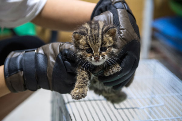 泸州叙永森林公安成功救助一只国家二级保护动物豹猫