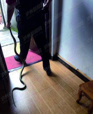 一条大蛇溜进泸州居民家吹空调 被民警抓走放生