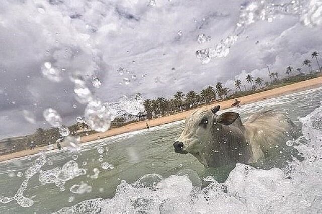 悲！巴西一3岁公牛逃脱屠宰命运 之后直奔入海自杀