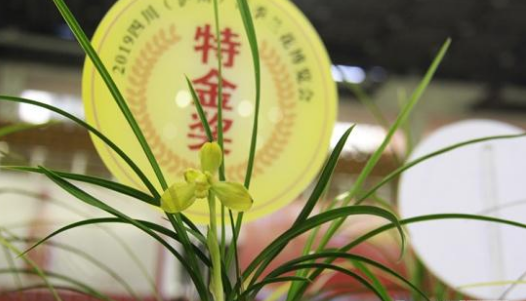 四川兰博会泸州举行 部分展出兰花几十万元一株