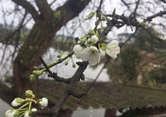 最美乡村在川南，你喜欢它们吗？