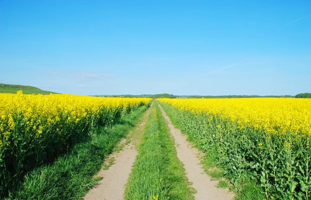 宜宾最全的油菜花观赏指南，周末走起！