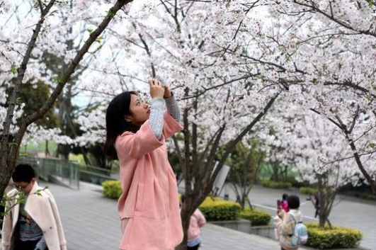 纵深推进全域旅游 泸州纳溪市民家门口就可赏樱花