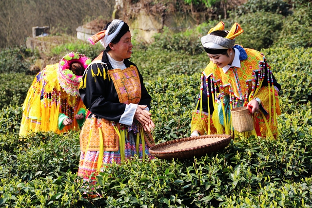 醉美茶乡·风情马嘶向世界发出邀请！