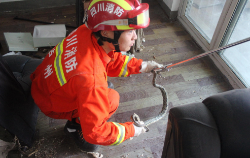 吓人！泸州业主房屋周围一周内发现4条蛇