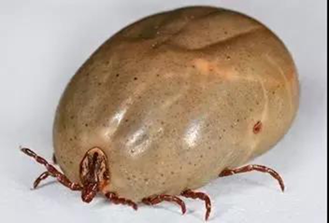 不是所有虫子都能拍死！夏天碰到这些虫子千万小心