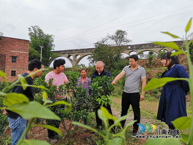 “成渝经济”助力泸县贫困村脱贫攻坚_川南在线