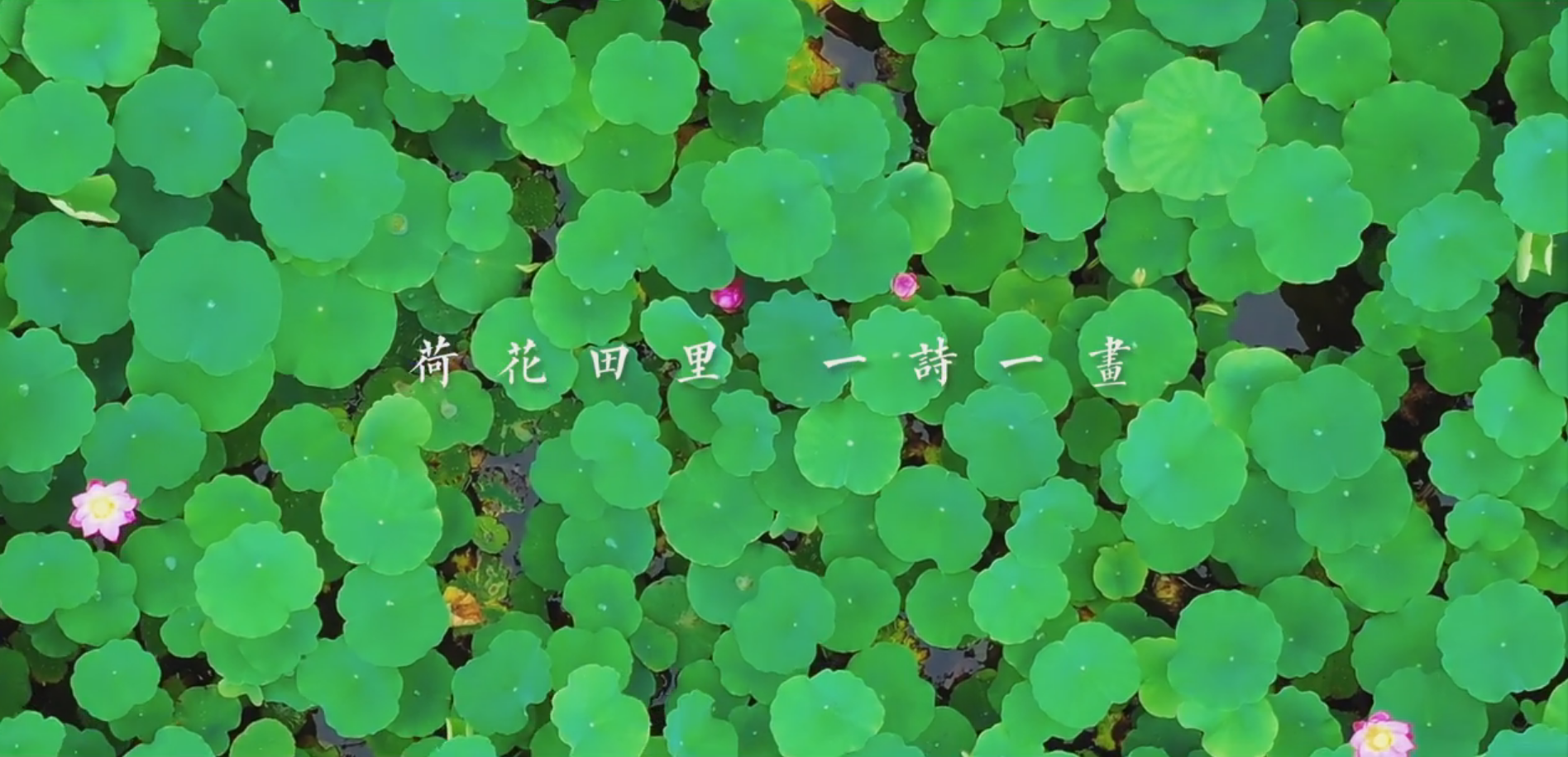 行走泰安｜一诗一画 “荷”你有约