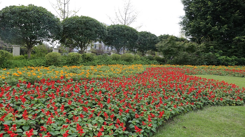 泸州：85万盆鲜花让节日更有“仪式感”