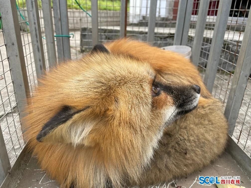 好萌！泸州一学校突然闯进来了位“新同学”