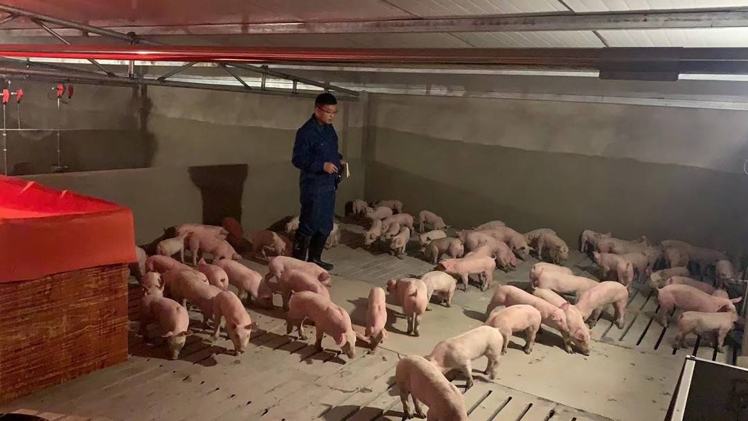 江阳区通滩镇建立现代生态循环农产业