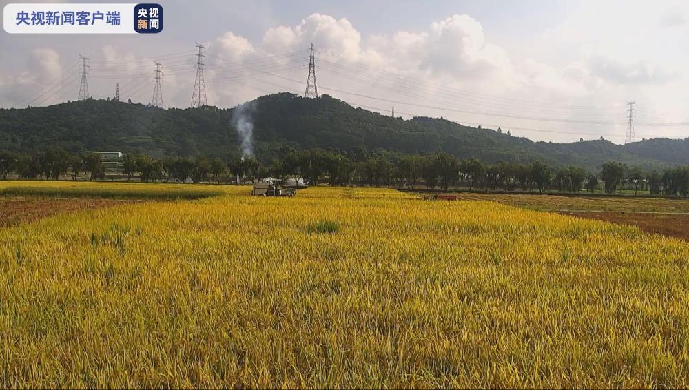 旅月“太空稻”迎来收获！有望成中国原创新品种