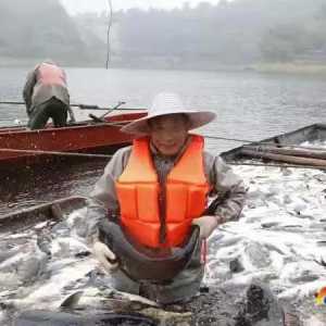 场面震撼！隆昌古宇湖大捕鱼、捕大鱼
