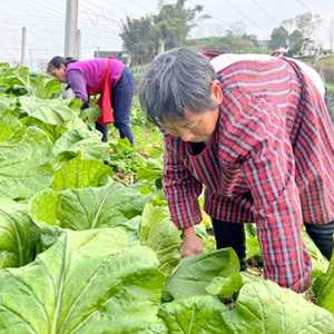 喻寺镇：谭坝村供销社发挥实效，订单农业助力群众增收