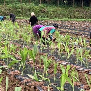 合江县先滩镇：“四林经济”践行绿色生态发展