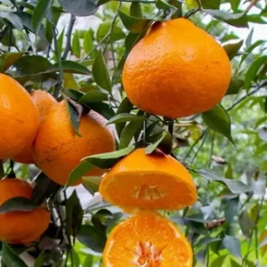 合江县甘雨镇：新乡贤种植粑粑柑，撂荒地变身花果山