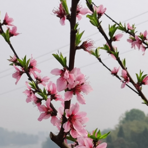 泸县立石镇：百亩桃花浪漫邀约，农旅融合助力乡村振兴