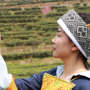 古蔺：万亩春茶吐新芽，苗乡采茶忙不停