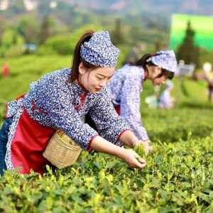 每天能采五六万斤，纳溪梅岭茶山的“明前茶”开采了！