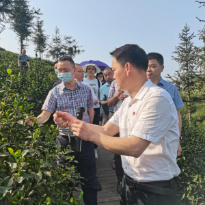 打造泸州“茶”名片 泸州市场监管在行动