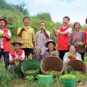遍地黄花遍地“金” 300亩黄花菜迎丰收