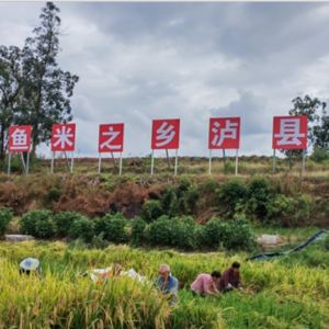 稻熟虾肥，味美价俏！泸县双稻双虾迎来收获季