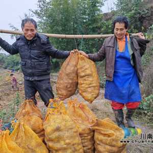 稻草堆里扒出金蛋蛋！泸县11.5万亩秋洋芋抢滩春节上市