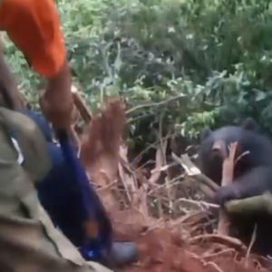 真实版“熊出没”！泸州一黑熊被困悬崖边，现场视频→