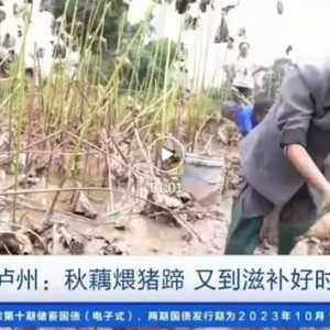 纳溪两次“藕”遇央视