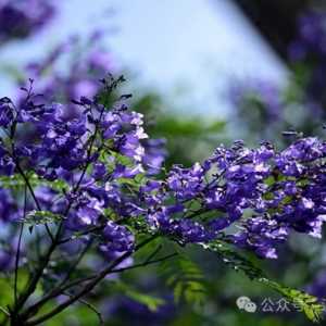 是心动呀！泸州主城区蓝花楹已盛开，只为等你来~