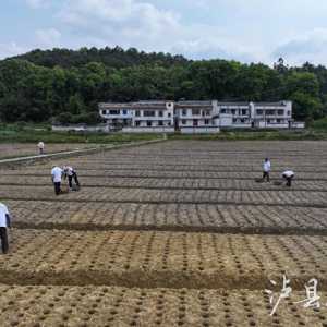 “姜”有好“钱”景！泸县牛滩生姜今年预计亩产5000斤以上