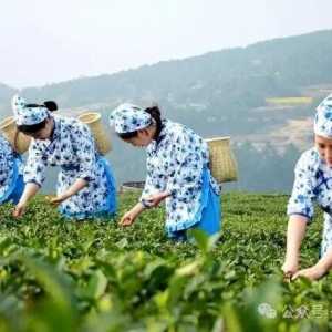 4月9日，采茶叶、吃樱桃、赏桐子花，道林沟古佛山不见不散！ ...