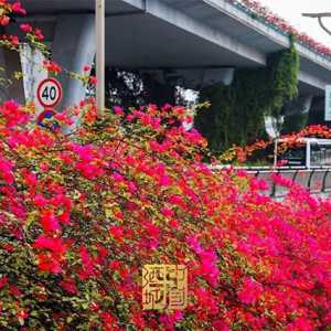 这些地方太美啦！快坐上公交打卡泸州春日花海~